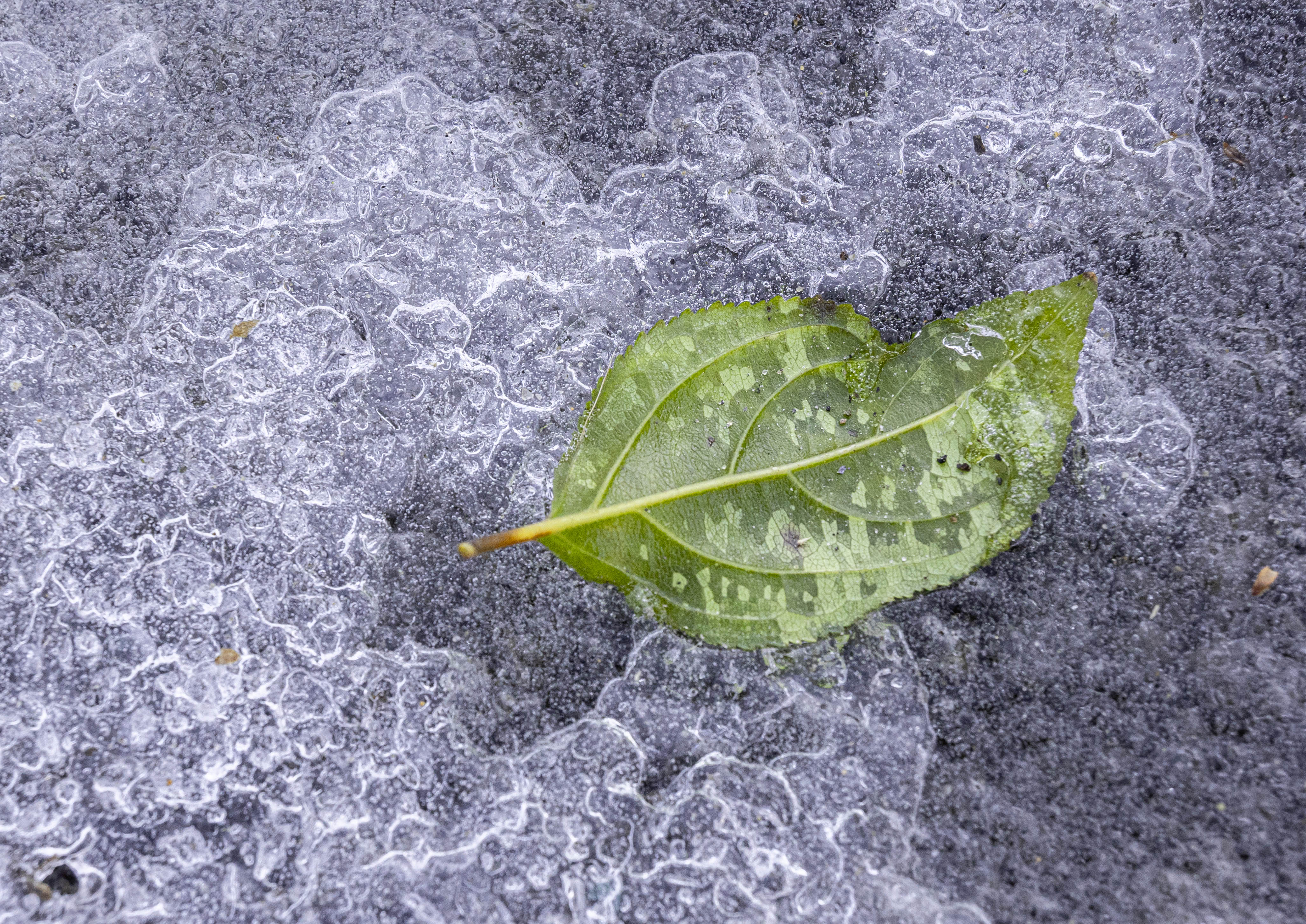 Leaf in Ice